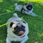 Walter Rossman & Herbert Boffman & Kenta Klofot - @theswedishpugs_nco - Instagram