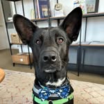 Wally (Biggie Walls) - @walter_t_ruff - Instagram