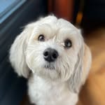 Walter - @sirwalterruffsalot - Instagram