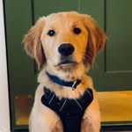 Sir Walter Ruffington - @sirwalterruffington - Instagram