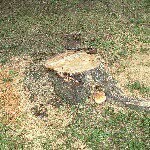 4R Stump - @walter_rush - Instagram