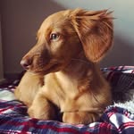 Walter Salmon - @waltersalmondoggy - Instagram