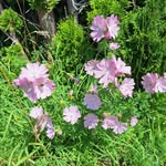 Walter Schweiger - @walterschweiger1951 - Instagram