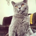 Walter ❤️🇬🇧 - @walter_british_short_hair_ - Instagram