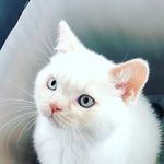 Walter White - @walter_the_british_shorthair - Instagram