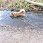 Scotch Süsser Hund  Waltermann - @michaelwaltermann - Instagram