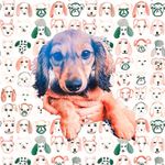 WALTER (wallie) - @walterpstapleton - Instagram