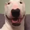 secret acc - @walterstan - TikTok