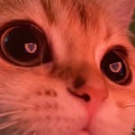 Kimchi - @walterstinson0507 - Instagram