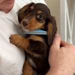 Sir Walter “Wally” Sumner - @wally_the_weenie - Instagram