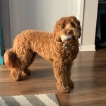 Walter Swanson Schmidt - @waltthadood - Instagram