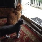 Walter & Theodore - @waltandtheocat - Instagram