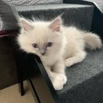 Walter & Theodore  💙💙 - @theodoreable_kitties - Instagram