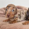 Walter_theodore🐶🌭❤️ - @walter_theodore03 - TikTok