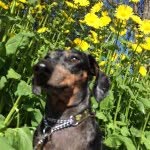 Walter Theodore - @walle_the_walnut - Instagram