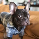 Walter Theodore - @waltertheodore_frenchie - Instagram