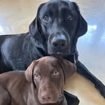 Walter Theodore Funke (wits) and Stan - @wittle_wits_and_stan - Instagram
