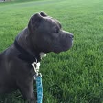 Walter Theodore Gomez - @wallythebully - Instagram