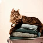 Walty - @waltertheodorefluffy - Instagram