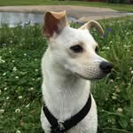 walter&tom 🐾 - @walterwthedog - Instagram