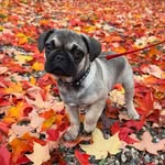 Walter Trimble - @walter.frug - Instagram