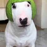 Walter Tyson - @walterwatermelon999 - Instagram