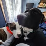 Walter Tyson & Jaxson Charles (Poopsie) - @thelifeof_walterandpoopsie - Instagram