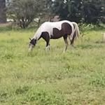 Walter Vann - @wkvmeso - Instagram