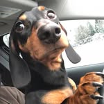 Walter - @walterthewienerwakefield - Instagram