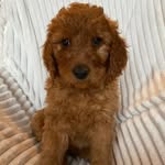 Walter Golden Doodle Walsh - @waltergdoodle - Instagram