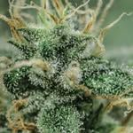Walter_420 - @walter_weedmann - Instagram