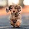 Walter the Mini Weenie - @walterweenie_ - TikTok