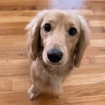 WALTER THE WEEN🌭 - @waltertheweeen - Instagram