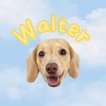 Walter - @walter.ween - Instagram