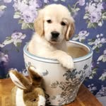 Walter Whittle - @walterwhittle_ - Instagram