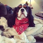 Walter - @walterwigginsatx - Instagram