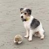 Walter 🐶 & Wilbur 🦔 - @walternwilbur_love_food - TikTok