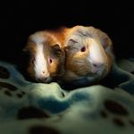 Walter & Wilbur - @wwf_piggies - Instagram