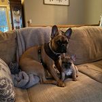 Walter & Wilbur - @walter_wilbur_frenchies_ - Instagram