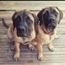 Walter and Wilbur - Facebook