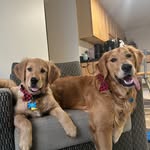 Walter Wade & Wilbur - @walter_wilbur_goldenretrievers - Instagram