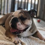 Walter Wilbur - @mrwalterbulldog - Instagram