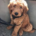 Walter Wilbur Wooferson - @thats_walter - Instagram