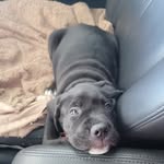 Walter-Willis - @walter_the_corso - Instagram