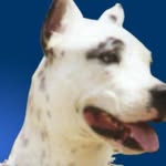 Walter Willis - @walterwillis3 - Instagram