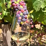 Home of Wine - @walter_winee - Instagram