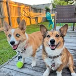 Walter & Winter🐶 - @walter.and.winter.dacorgis - Instagram