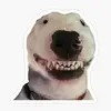 I’m a wise dog - @wisewalter - TikTok