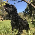 "Walter" 🐶 Wise - @walterthewise - Instagram