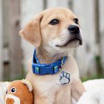 Walter Whitaker - @walter_witty_woof - Instagram